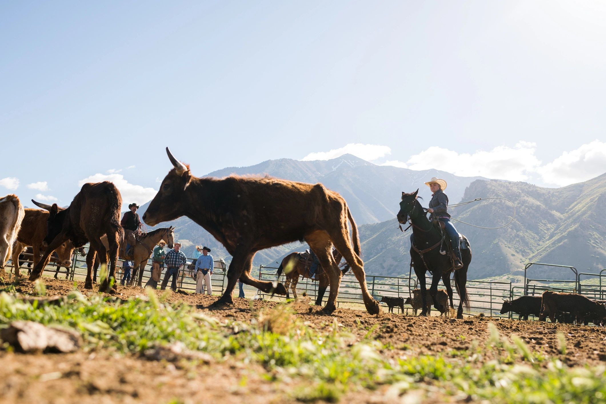 Rancher preparing to rope a steer